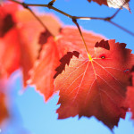 Autumn colour - classic red