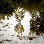 Mangrove relfection