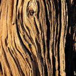Desert oak texture