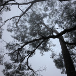 Treetop mist